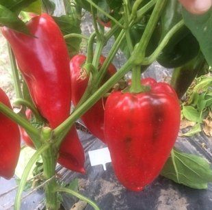 Фото 1 - Слон F1 перець солодкий Spark Seeds 20 насінин