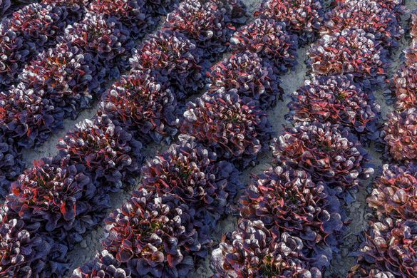 Фото 5 - Ксандра салат тип Саланова Rijk Zwaan 1 000 семян