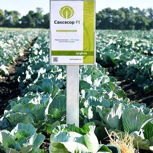 Фото 1 - Саксесор F1 капуста середньопізня Syngenta 20 насінин