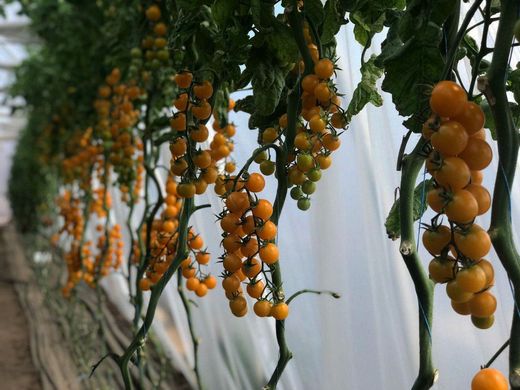 Фото 3 - Саммер Сан F1 томат индетерминантный Hazera 250 семян