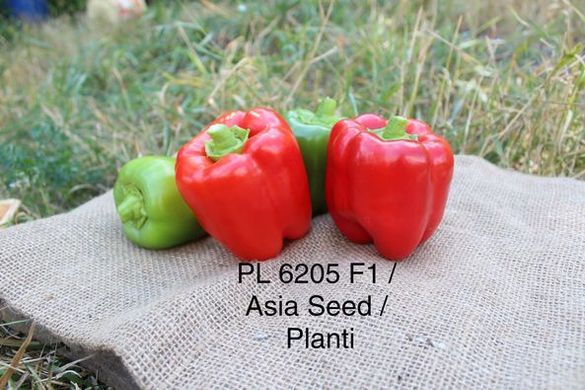 Фото 1 - Алан (PL 6205) F1 перец сладкий Asia Seed 500 семян