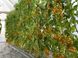Саммер Сан F1 томат индетерминантный Hazera 250 семян