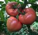 Панамера F1 томат индетерминантный Clause 10 семян