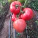 Панамера F1 томат индетерминантный Clause 10 семян