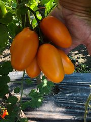 Фото 1 - Ремембе F1 томат індетермінантний Spark Seeds 250 насінин