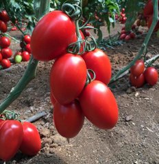 Фото 1 - 132-111 (Колеос) F1 томат индетерминантный Yuksel Tohum 100 семян