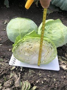 Фото 1 - Вермонт F1 капуста білоголова Spark Seeds 2500 насінин