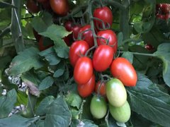 Фото 1 - Люси Плюс F1 томат индетерминантный Hazera 250 семян