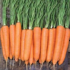 Фото 1 - Елеганза F1 морква пізня Nunhems 1.4-1.6, 100 тис. насінин