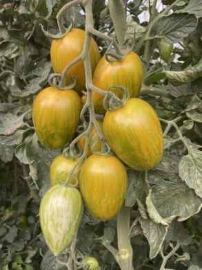 Фото 3 - Корвалис F1 томат полосатый Spark Seeds 250 семян
