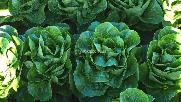 Фото 3 - Ксамена салат тип Ромен Enza Zaden 5 000 семян