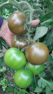 Фото 6 - Сіліврі F1 томат індетермінантний Libra Seeds 250 насінин