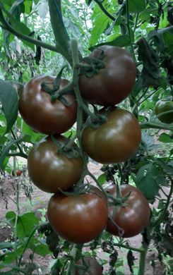 Фото 3 - Сіліврі F1 томат індетермінантний Libra Seeds 250 насінин