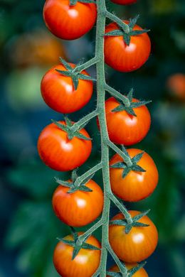 Фото 2 - Деліччіо F1 томат індетермінантний Hazera 250 насінин