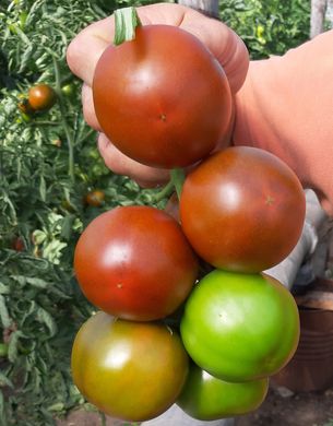 Фото 5 - Сіліврі F1 томат індетермінантний Libra Seeds 250 насінин