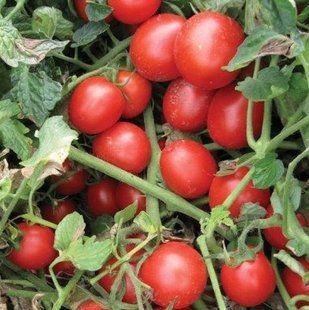 Фото 1 - Шкипер F1 томат детерминантный Lark seeds 1 000 семян