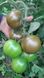 Сіліврі F1 томат індетермінантний Libra Seeds 250 насінин