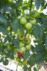 Фото 1 - Ронда F1 томат индетерминантный Ergon Seed 100 насінин