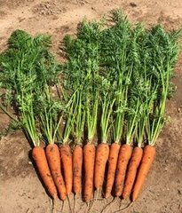 Фото 1 - Карруба F1 морковь нантская Seminis 1,8-2,0 калибр, 200 тыс. семян