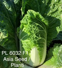 Фото 1 - PL 6032 F1 капуста пекінська Asia Seed 500 насінин