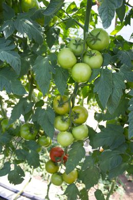 Фото 1 - Ронда F1 томат индетерминантный Ergon Seed 100 семян