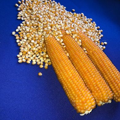 Фото 3 - Эстрелла F1 кукуруза для попкорна Spark Seeds 20 семян
