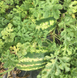 Бютифул F1 арбуз Lark Seeds 1000 семян