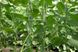 Мирабелл F1 огурец партенокарпический Seminis 10 семян