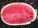Бютифул F1 арбуз Lark Seeds 1000 семян