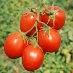 Фото 1 - Керо F1 томат детермінантний Esasem 1 000 насінин