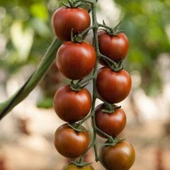 Фото 1 - Тайгер F1 томат индетерминантний Yuksel Tohum 100 семян