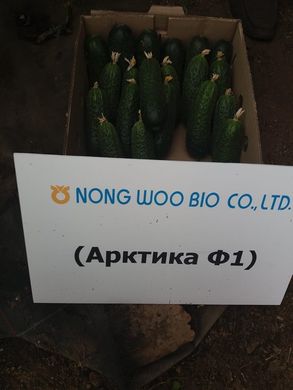 Фото 2 - Арктика F1 огурец партенокарпический Nongwoo Bio 10 семян