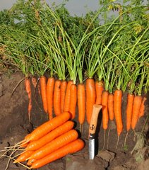 Фото 1 - Колтан F1 морква середньопізня Nunhems 1.6-1.8, 100 тис. насінин
