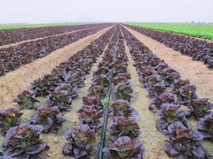 Фото 1 - Овіред салат тип Ромен Enza Zaden 1 000 насінин