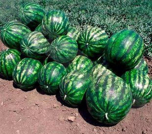 Фото 1 - Султан F1 арбуз тип Кримсон Свит Lark Seeds 1000 семян