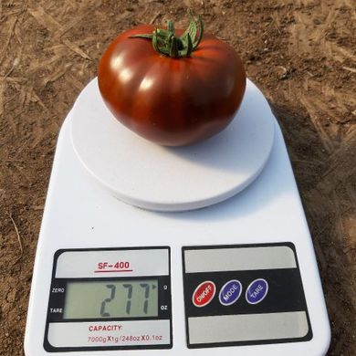 Фото 1 - Керук F1 томат індетермінантний Libra Seeds 250 насінин