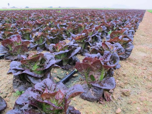 Фото 3 - Овіред салат тип Ромен Enza Zaden 1 000 насінин