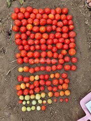 Фото 1 - Руфус F1 томат детермінантний Esasem 1 000 насінин