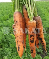 Фото 1 - Курода Шантане морковь среднеранняя Sakata 500 гр