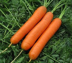 Фото 1 - Сатурно F1 морква тип нантський Clause 1,6-2,0, 25000 насінин