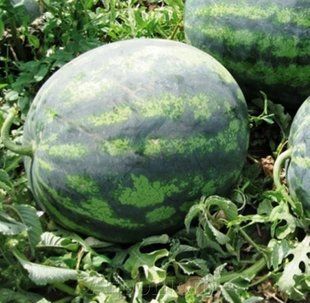 Фото 1 - Зенго F1 арбуз тип Кримсон Свит Lark Seeds 1000 семян