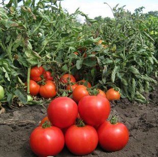Фото 1 - Анита F1 томат детерминантный Kitano Seeds 50 семян