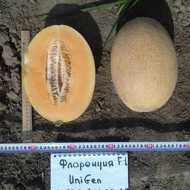 Фото 4 - UG 161 F1 (Флоренция F1) дыня среднеранняя United Genetics 50 семян