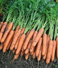 Фото 1 - Наполі F1 морква рання Bejo Zaden 2.0-2.2, 25 000 насінин