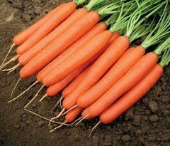 Фото 1 - Романс F1 морква середньопізня Nunhems 1.6-1.8, 100 тис. насінин