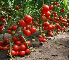 Фото 1 - Буран F1 томат индетерминантный Enza Zaden 500 семян