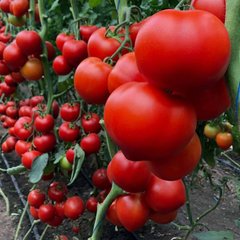 Фото 1 - Арон F1 томат индетерминантный Enza Zaden 500 семян
