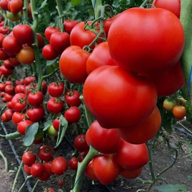 Фото 1 - Арон F1 томат індетермінантний Enza Zaden 500 насінин