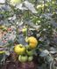 Солидо F1 томат детерминантный Spark Seeds 500 семян