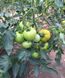 Солидо F1 томат детерминантный Spark Seeds 500 семян